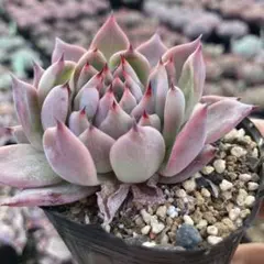 2026年最新】相府蓮の人気アイテム - メルカリ