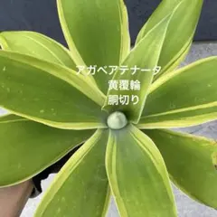 2026年最新】アテナータ黄覆輪の人気アイテム - メルカリ