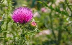 Item thumbnail for item 30315e7b-ae92-42f9-a8f7-36385c8798ef