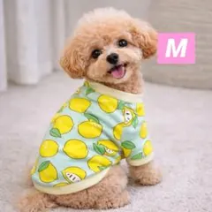 M 犬服　スウェット　レモン柄　水色　フルーツ柄　あったか　小型犬　防寒　お散歩