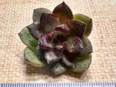 し*桜様 三株セット　n272 273 274 黒耀　エケベリア　多肉植物　撮影