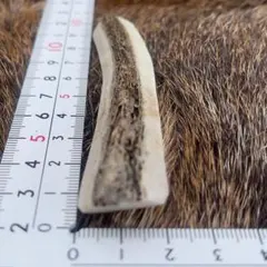エゾ鹿の角 ✴︎4✴︎ 約10cm 四つ割り 1本 犬のおもちゃ　蝦夷鹿のサムネイル