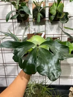 アンスリウム アロー 美しい 7号 鉢ごと発送 観葉植物 839 - メルカリ