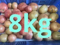 【訳ありトマト】農家直送・福井県産・8kg②のサムネイル