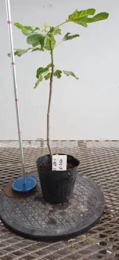 【超メルカリ市限定】Black Madeira JFE イチジク 苗木 限定1 超希少イチジク！【Black Madeira JFE】ブラックマデイラJFE - メルカリ