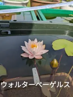 Takashi様 リクエスト 2点 まとめ商品