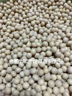 期間限定値下げ中◆超美肌ミヤギシロメ大豆 令和7年産 10kg★有機栽培ダイズ★ ◇超美肌ミヤギシロメ大豆 令和7年産 3kg☆有機栽培ダイズ - メルカリ