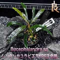 2026年最新】ブセファランドラ sp.の人気アイテム - メルカリ