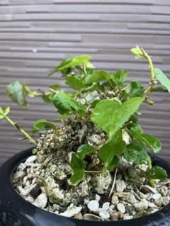 2025年最新】オオハマボウの人気アイテム - メルカリ