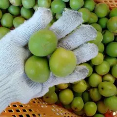 健康稲積青梅 2kg 栽培期間中 農薬不使用 ☆ GI登録種 - メルカリ