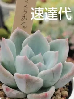 ♣ああああ様 リクエスト 2点 まとめ商品