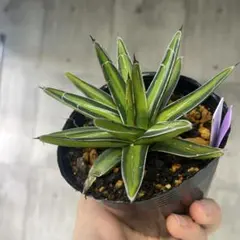 2026年最新】笹の雪 錦の人気アイテム - メルカリ