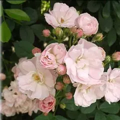 ミニつるバラ苗 真珠貝 ばら苗 ピンクのミニバラ - メルカリ