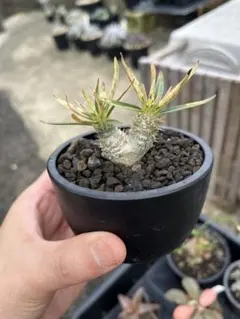 2025年最新】グラキリス 2頭の人気アイテム - メルカリ