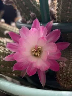 2026年最新】花サボテンの人気アイテム - メルカリ