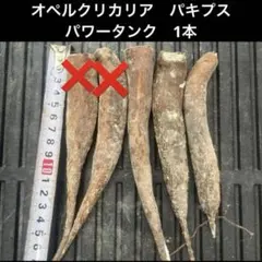 2026年最新】パキプス パワータンクの人気アイテム - メルカリ