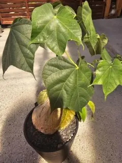 激レア/極美/超大株/塊根植物】フィルミアナ コロラータ 超大株 鉢植え