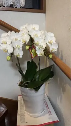 胡蝶蘭 3本立ち ホワイト 鉢植えのサムネイル