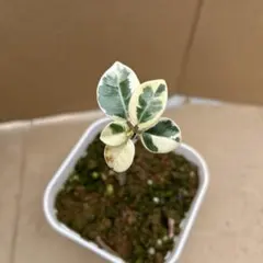 2025年最新】パンダガジュマル 斑入りの人気アイテム - メルカリ