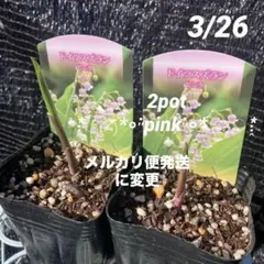 ②*:ஐ2ポットセット・可愛い小さなピンクの花*:ஐドイツスズラン・苗【ピンク】