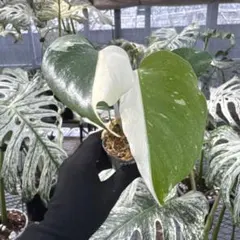 か*い様 斑入りモンステラ極上ホワイトタイガーフルムーン4号鉢植え発