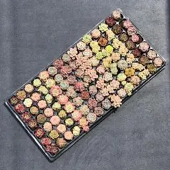 Top【選抜株】多肉植物 362060 53個 プラグトレー苗 - メルカリ