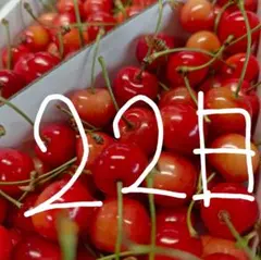 10 2箱セット ゾロ目セール 山形県産 さくらんぼ 佐藤錦 1kg 生 