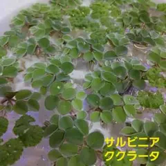 ☘️四種郵便でお得に配送☘️buronko2様 リクエスト 2点 まとめ商品