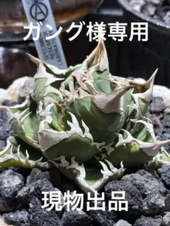 2026年最新】大白鯊 アガベ lizeの人気アイテム - メルカリ