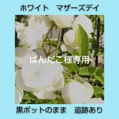 ぱんだこ様専用　ホワイトマザーズデイ　バラ　挿し木　苗
