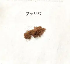 ラストです！ ビカクシダ ブッサバ 胞子のサムネイル