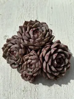 こぶ太郎様 リクエスト 2点 まとめ商品