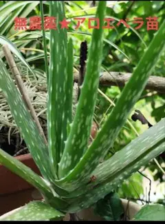 無農薬☆アロエベラ苗☆約20㌢以上 - メルカリ