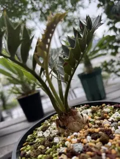 2025年最新】エンセファラルトスの人気アイテム - メルカリ