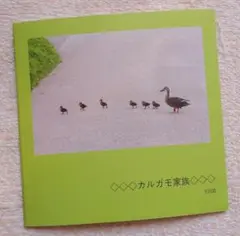 ☆在庫僅少☆写真集「Y208-カルガモ親子」新品