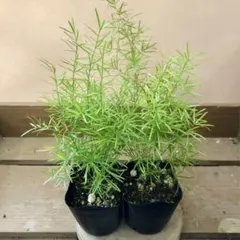 관상용 식물 아스파라거스 스프렌겔리 2 포트 세트