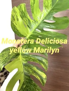 2026年最新】モンステラ 斑入り イエローの人気アイテム - メルカリ