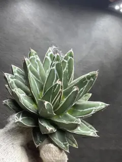 2026年最新】エボリスピナ 現地の人気アイテム - メルカリ