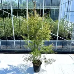 【pompom様専用】レモンティーツリー140㎝前後、シマトネリコ120㎝前後