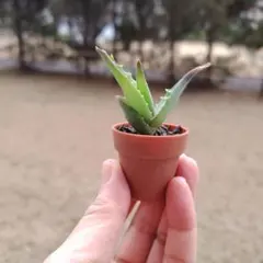 もも様 リクエスト 2点 まとめ商品