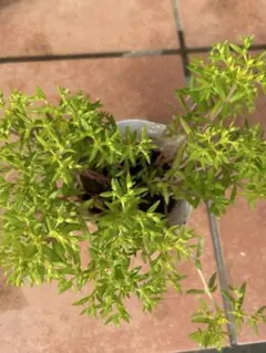 よっちゃん様 リクエスト 3点 まとめ商品