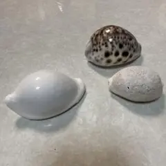 宝貝