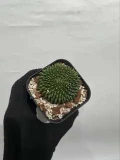 ギムノカリキウム 緋花玉 モンスト 古木 希少 6号鉢 - メルカリ