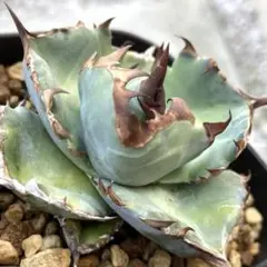 2026年最新】アガベ チタノタブルー 実生選抜の人気アイテム - メルカリ