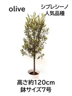 オリーブの木 モライオロ 7号 約120cm K-379 現品掲載 - メルカリ