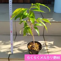 ベビーキウイ ケンズレッド メス 挿し木苗 抜き苗 H | Mercari