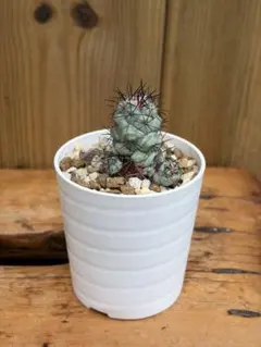 サボテン オルテゴカクタス マクドガリー カキコ自根 - メルカリ