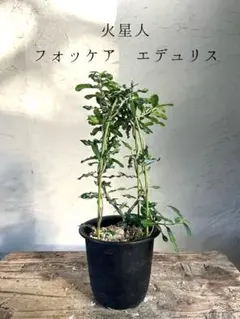 火星人　フォッケア　エデュリス　鉢付　3.5号鉢
