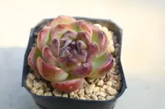 多肉植物 センペルビウム ロニー No.176 - メルカリ