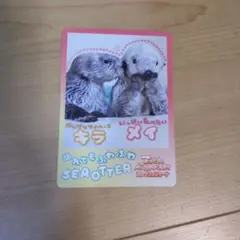 70周年 鳥羽水族館 ラッコ メイちゃん トレーディングカード - メルカリ
